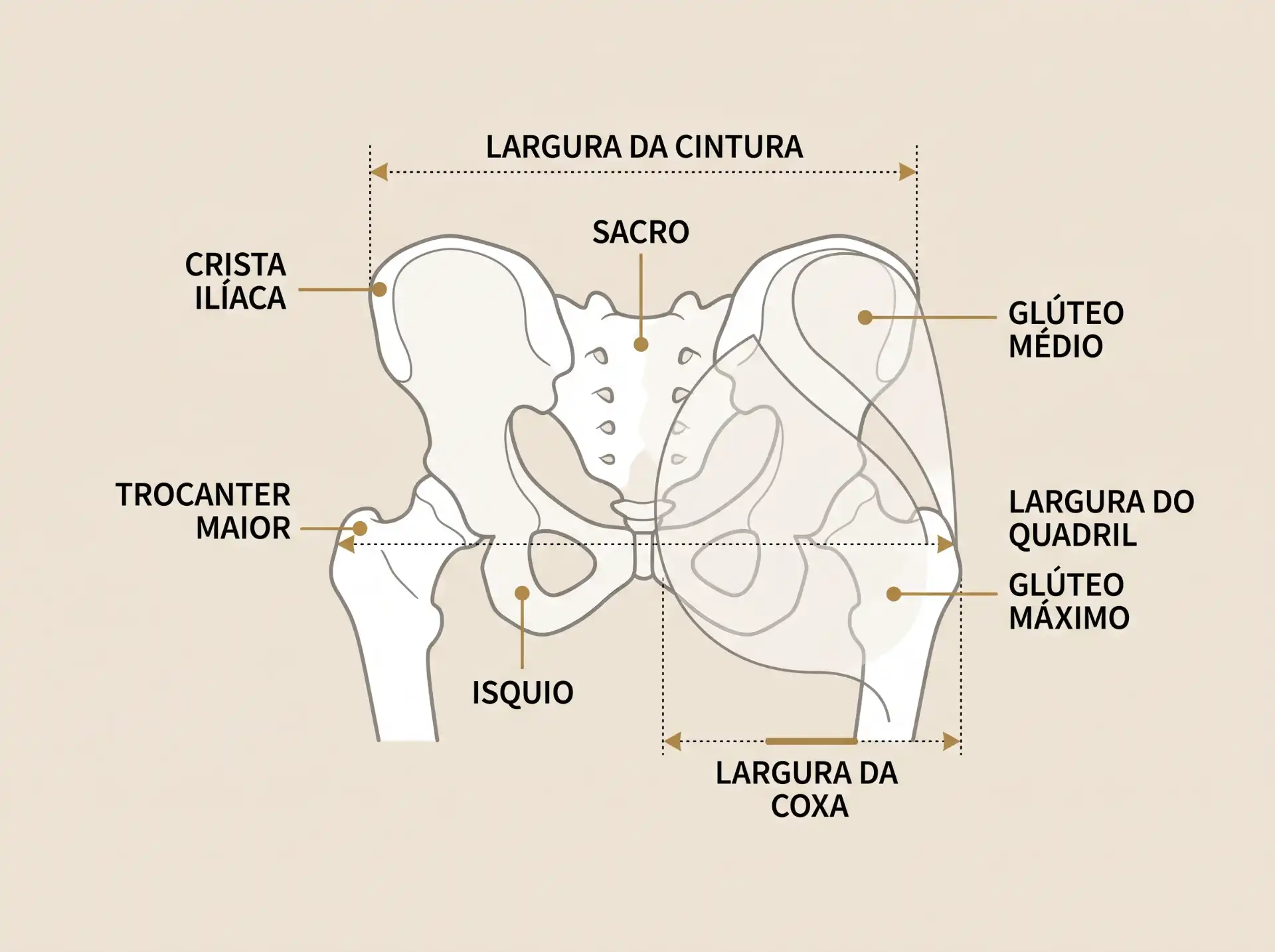 Ilustração anatômica da pelve e quadril com marcações de pontos ósseos e medidas, incluindo largura da cintura, largura do quadril, largura da coxa, sacro, crista ilíaca, trocânter maior, isquio e glúteo médio.